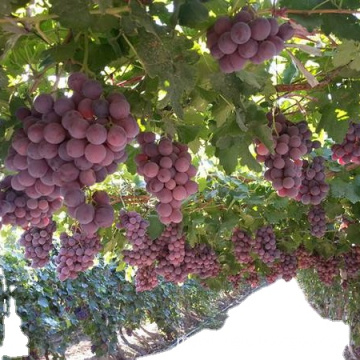 good farm fresh fruit grape on sale sweet red grape seeded grape